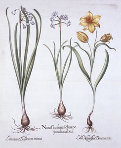Narcisse, tulipe et nivéole d