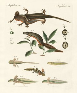 Histoire naturelle de la salamandre de mer