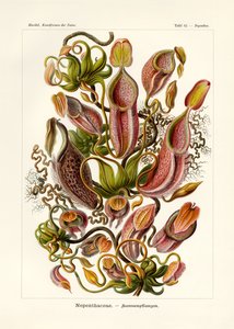 Nepenthaceae, 1899-1904 - German School