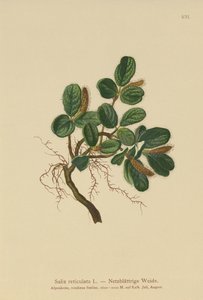 Saule réticulé (Salix reticulata) - German School