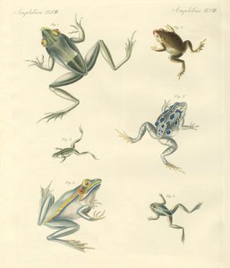 Grenouilles et crapauds nouvellement découverts