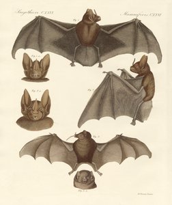 Nouvelles chauves-souris - German School