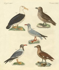 Nouveaux oiseaux - German School