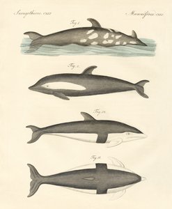 Nouveaux dauphins - German School