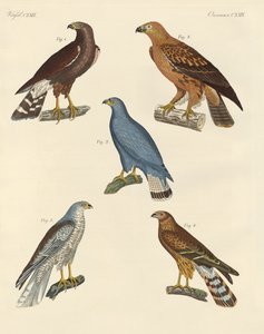 Nouveaux oiseaux de proie connus - German School