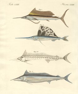 Nouveaux poissons ressemblant à des maquereaux - German School