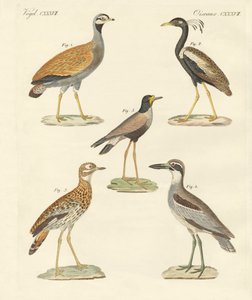 Nouveaux oiseaux ratites
