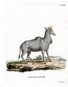 Nilgaut