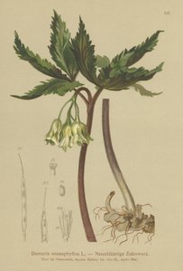 Dentaria à neuf feuilles - German School