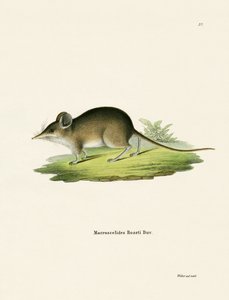 Musaraigne éléphant d