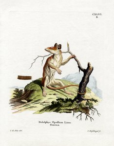 Opossum d