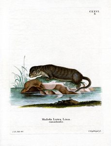 Loutre d