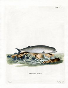 Baleine à bec commune - German School