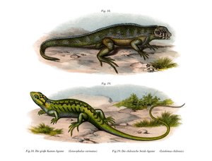 Lézard à queue bouclée du Nord