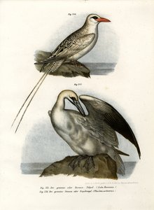 Fou de Bassan, 1864 - German School