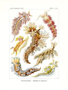 Nudibranchia, 1899-1904 - German School