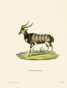 Nyala - German School