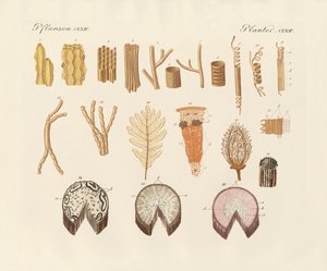 Sur la structure interne des plantes - German School