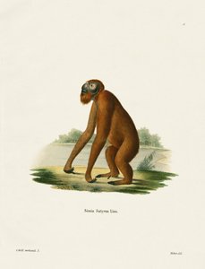 Orang-Outan - German School
