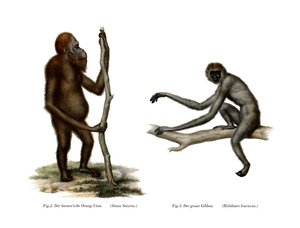 Orang-outan, 1860 - German School