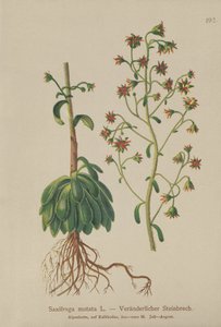 Saxifrage orangée (Saxifraga mutata) - German School