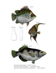 Poisson chauve-souris orbiculé