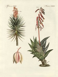 Plante ornementale (gravure en couleur)