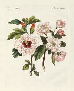 Plantes ornementales - German School