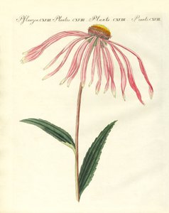 Plantes ornementales - German School