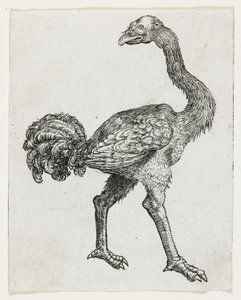 Autruche