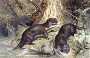 Loutre, planche de "Brehms Tierleben: Allgemeine Kunde des Tierreichs", vol.1, p.670, publié par Bibliographisches Institut