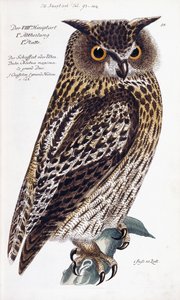 Hibou, 1733-1763 - German School