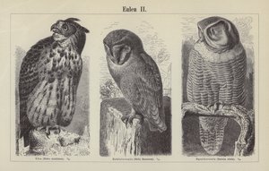 Chouettes - German School
