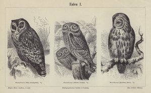 Chouettes (gravure) - German School