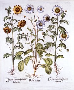 Oxe Eye Daisy et Crown Daisy, de Hortus Eystettensis, par Basil Besler, pub. 1613 - German School