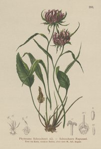 Raiponce de Scheuchzer - German School