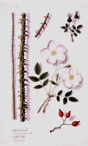 Rose des champs blanche (Rosa silvestris alba) et églantier (Rosa canina) vers 1820 - German School