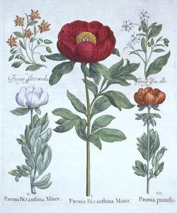 Pivoines et bourrache, de Hortus Eystettensis, par Basil Besler (1561-1629), pub. 1613