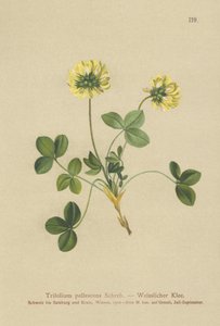 Trèfle pâle (Trifolium pallescens) - German School