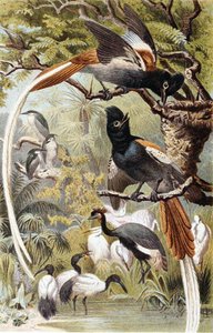Gobe-mouches du paradis, planche de "Brehms Tierleben: Allgemeine Kunde des Tierreichs", vol 4, p. 516, publié par Bibliographisches Institut - German School