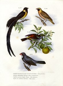 Veuve de paradis, 1864