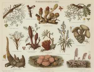 Plantes parasites - German School