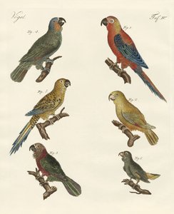 Perroquets du nouveau monde - German School