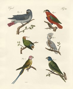 Perroquets de l