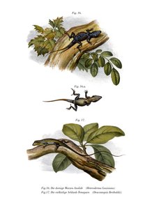 Anole pêche