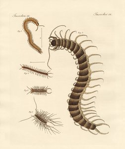 Insectes particuliers