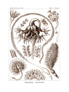 Pennatulida, 1899-1904