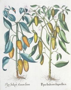 Poivrons, du Hortus Eystettensis par Basil Besler - German School