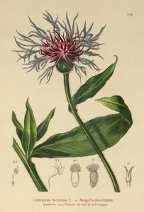 Centaurée des montagnes