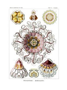 Peromedusae, 1899-1904 - German School